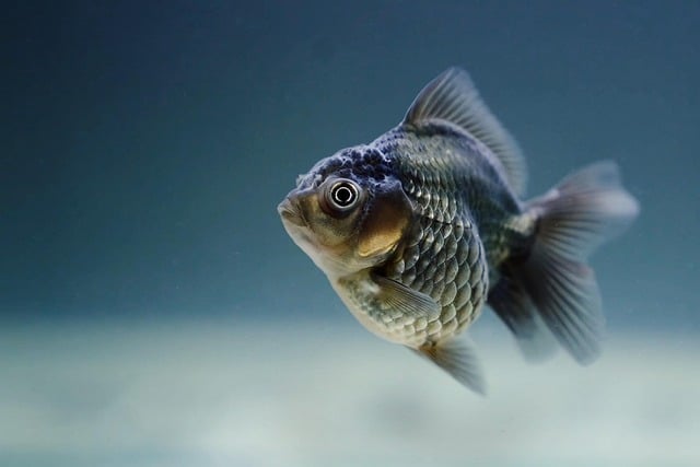 kenapa ikan mas koki cocok untuk pemula?