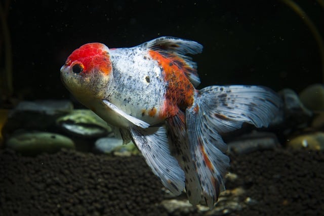 memilih ikan mas koki yang sehat di toko