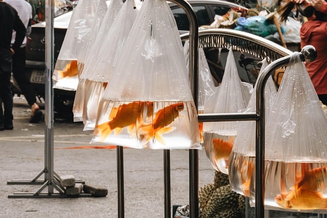 persiapan sebelum membawa pulang ikan