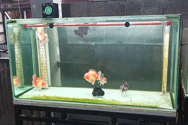 aquarium ikan koki
