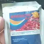 bakteri nitrifikasi nitrobacter