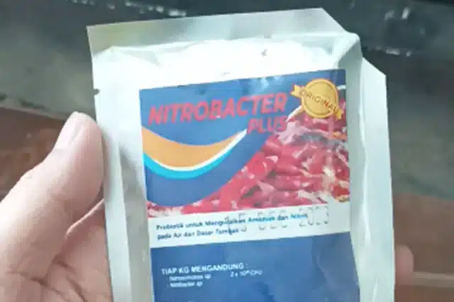 bakteri nitrifikasi nitrobacter