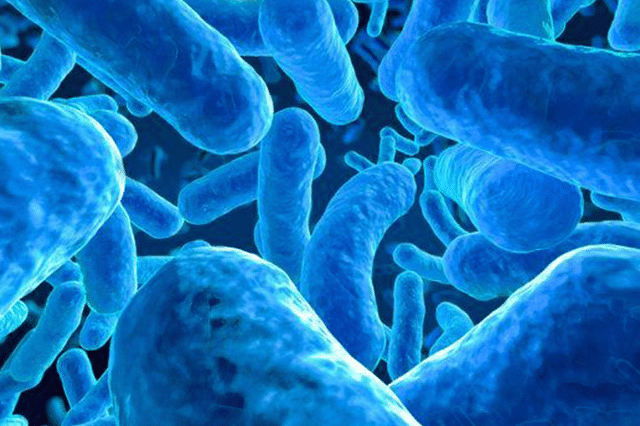 bakteri starter akuarium probiotik ikan hias