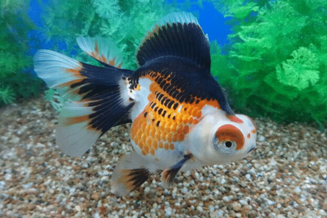 ikan mas koki demekin