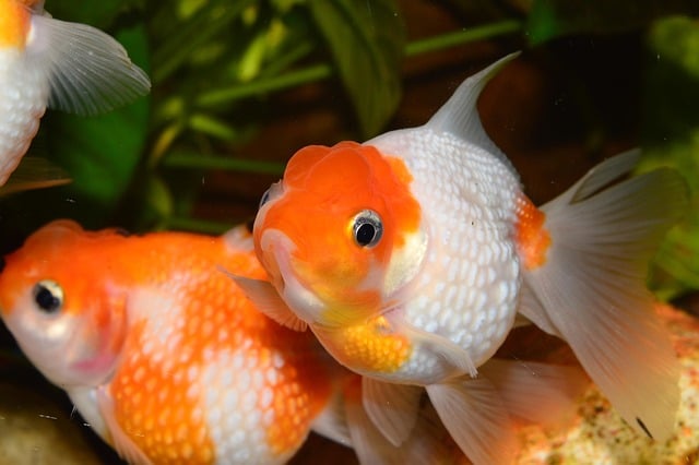 ikan mas koki di akuarium lucu