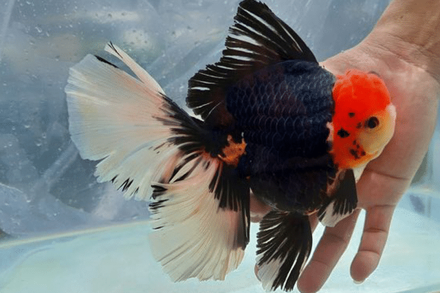 jenis ikan mas koki oranda