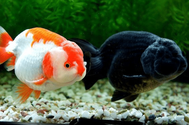 ikan mas koki jenis ranchu