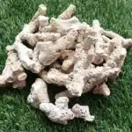 karang jahe akuarium ikan