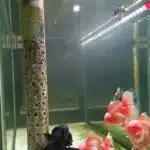 lampu led kandila pro red view eco. lampu untuk aquarium ikan koki