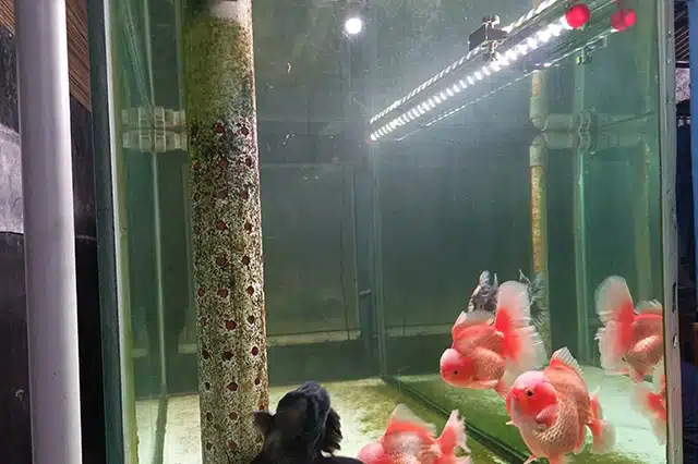 lampu led kandila pro red view eco. lampu untuk aquarium ikan koki