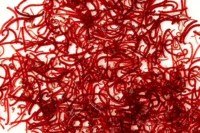 pakan ikan mas koki cacing darah bloodworm