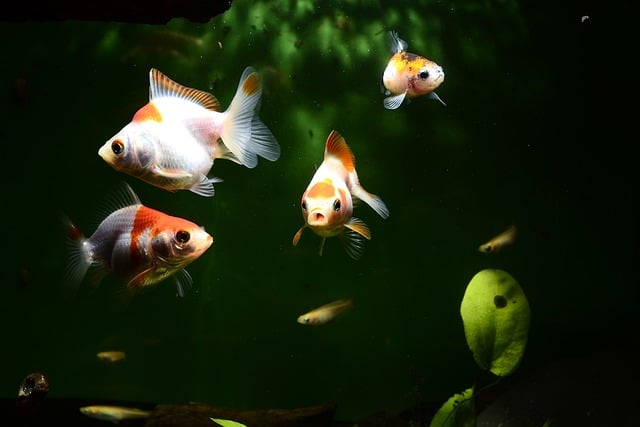 panduan lengkap memelihara ikan mas koki untuk pemula