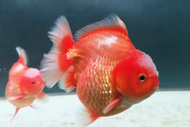Ikan koki merah tampak menyala di bawah lampu Kandila Pro Red View