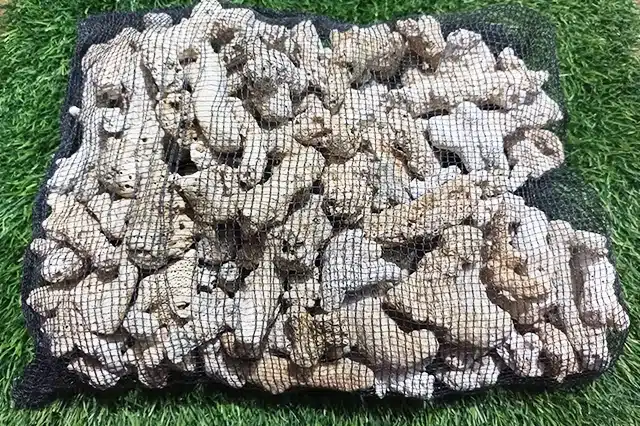 Karang jahe dalam jaring filter aquarium